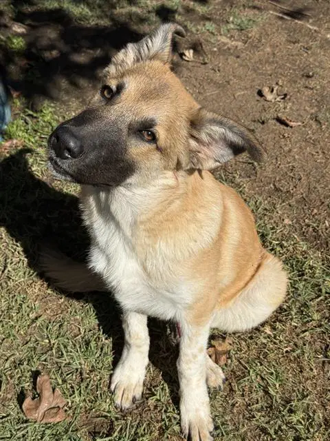 Benny - German Shepherd Dog