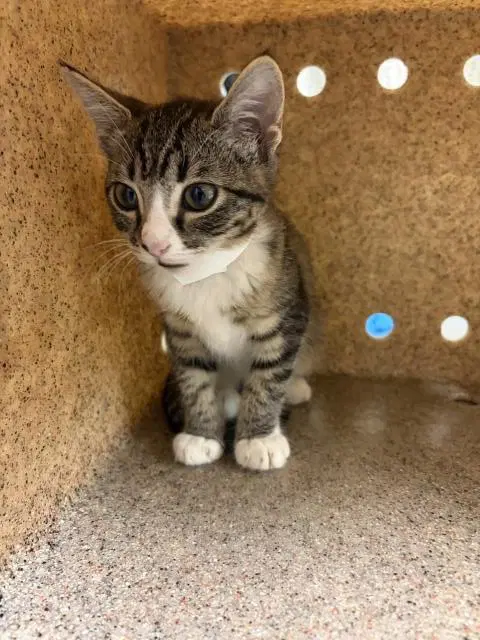 Miley - Domestic Short Hair