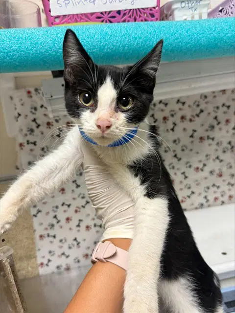 Eren - Domestic Short Hair