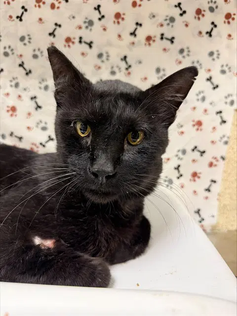 Mamba - Domestic Short Hair