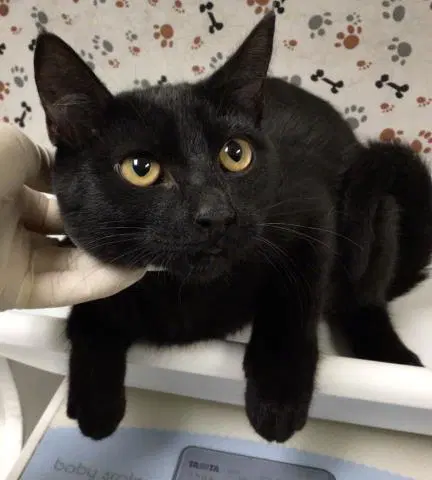 Sabrina - Domestic Short Hair