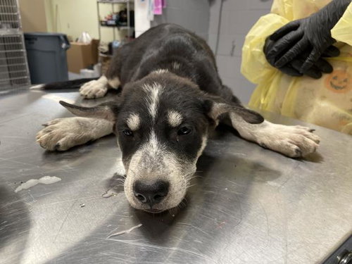 HONEY, a dog for adoption from Riverside County Animal Control - Riverside Shelter