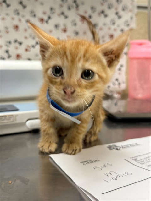 SMALLS, a cat for adoption from Riverside County Animal Control - Riverside Shelter
