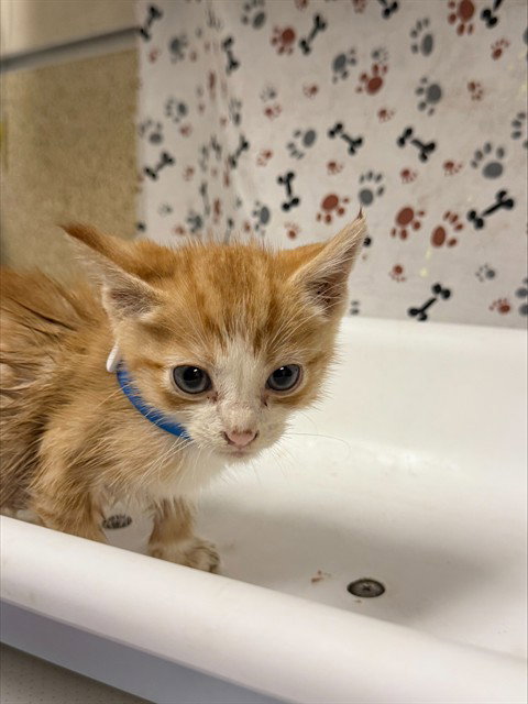 BENNY, a cat for adoption from Riverside County Animal Control - Riverside Shelter