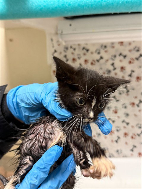 DARLA, a cat for adoption from Riverside County Animal Control - Riverside Shelter