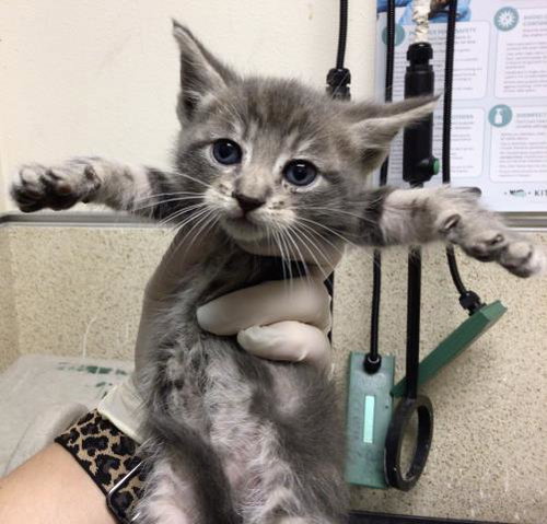 MATILDA, a cat for adoption from Riverside County Animal Control - Riverside Shelter