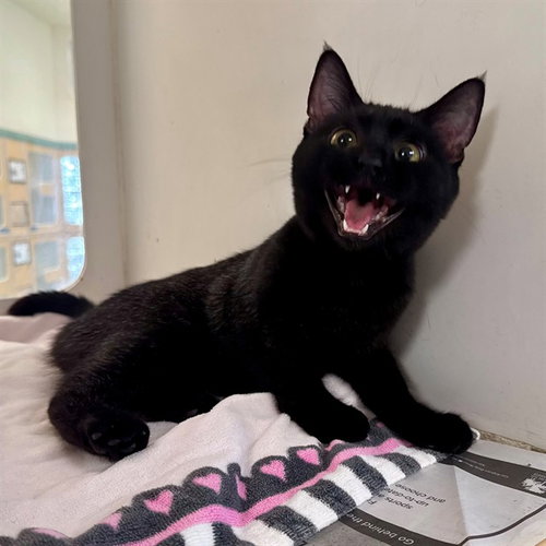 NOIR, a cat for adoption from Riverside County Animal Control - Riverside Shelter