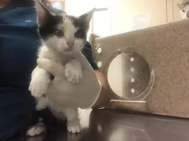 Yumi - Domestic Short Hair