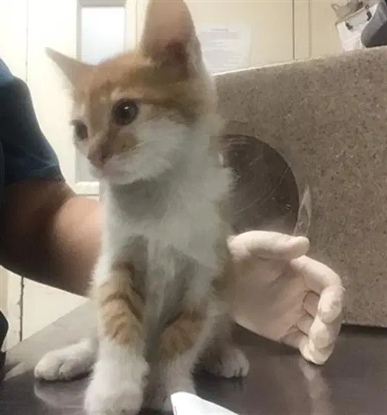 Leo - Domestic Short Hair