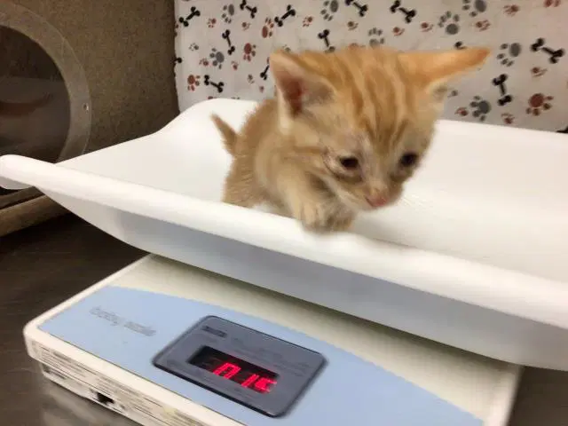 Johnson - Domestic Short Hair