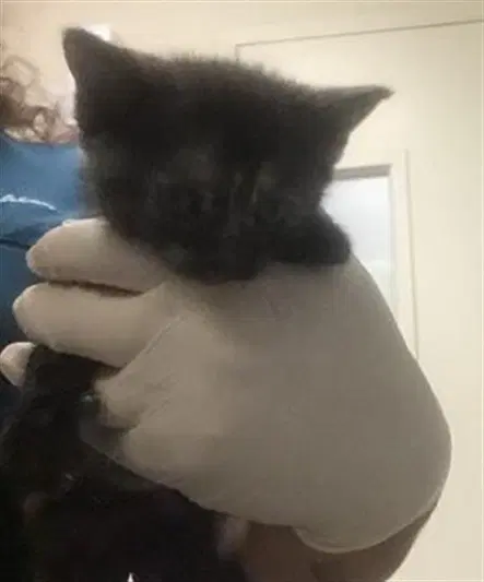 Judy - Domestic Short Hair