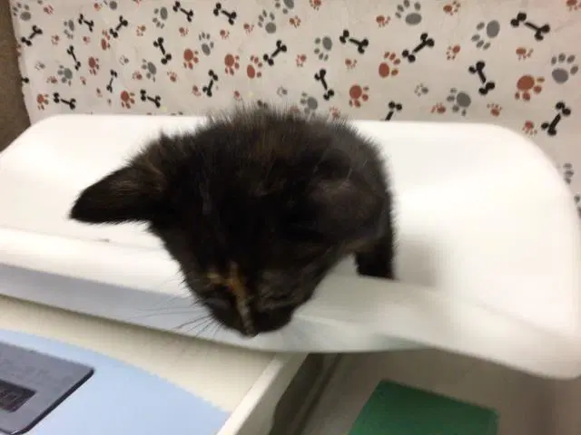Lisa - Domestic Short Hair