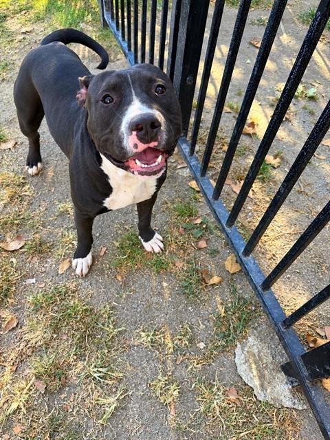 KING, a dog for adoption from Riverside County Animal Control - Riverside Shelter