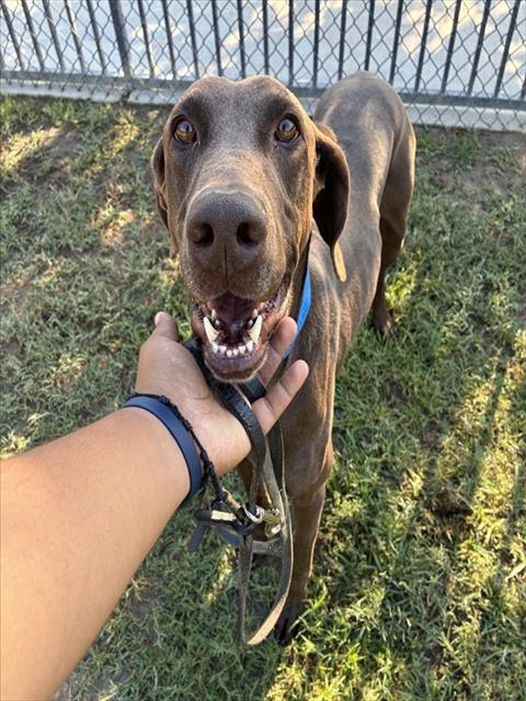 SCOOBY, a dog for adoption from Riverside County Animal Control - Riverside Shelter