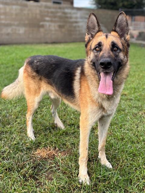 STACK, a dog for adoption from Riverside County Animal Control - Riverside Shelter