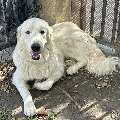 AURORA, a dog for adoption from Riverside County Animal Control - Riverside Shelter