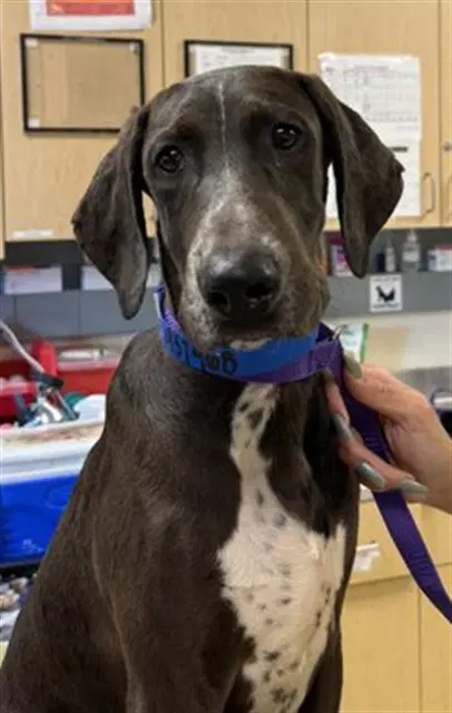 Huckleberry - German Wirehaired Pointer