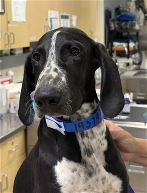 Finn - German Wirehaired Pointer