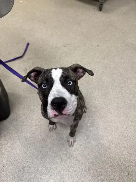 Sinatra - Pit Bull Terrier