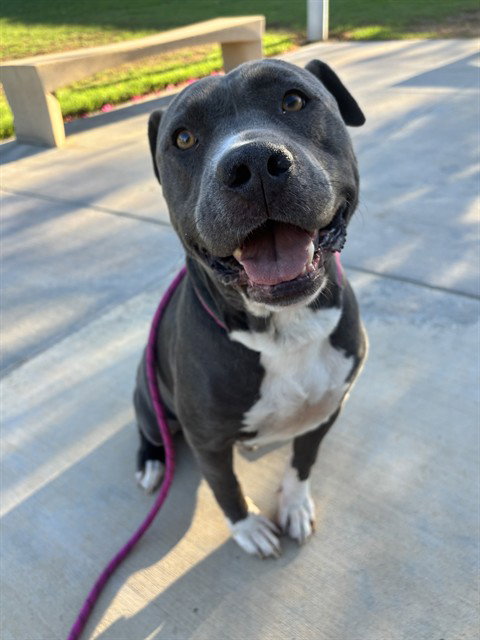 BRUCE, a dog for adoption from Riverside County Animal Control - Riverside Shelter