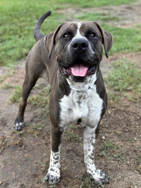 CHECKERS, a dog for adoption from Riverside County Animal Control - Riverside Shelter