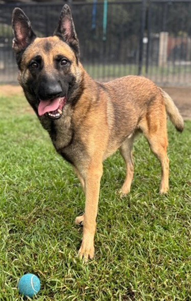 TONKA, a dog for adoption from Riverside County Animal Control - Riverside Shelter