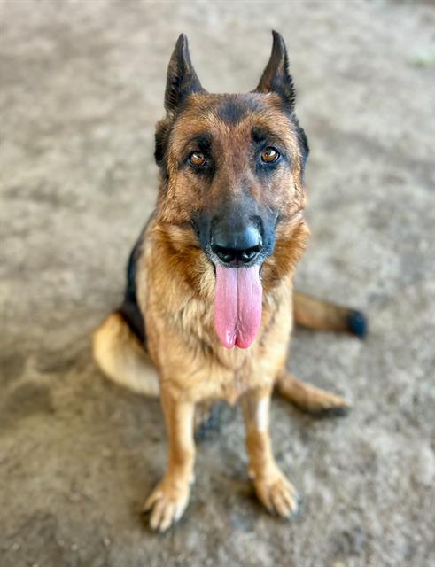 BUTTERCUP, a dog for adoption from Riverside County Animal Control - Riverside Shelter