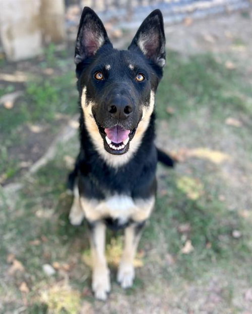 HOPSCOTCH, a dog for adoption from Riverside County Animal Control - Riverside Shelter