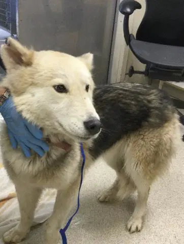 Molly - Siberian Husky