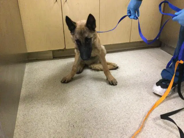 Lalo - Belgian Shepherd Malinois