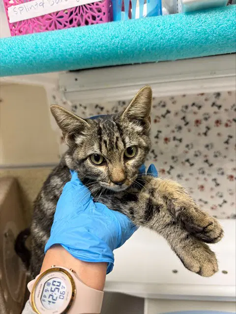 Teddy - Domestic Short Hair