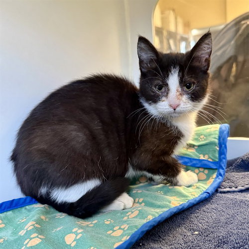 TIRAMISU, a cat for adoption from Riverside County Animal Control - Riverside Shelter