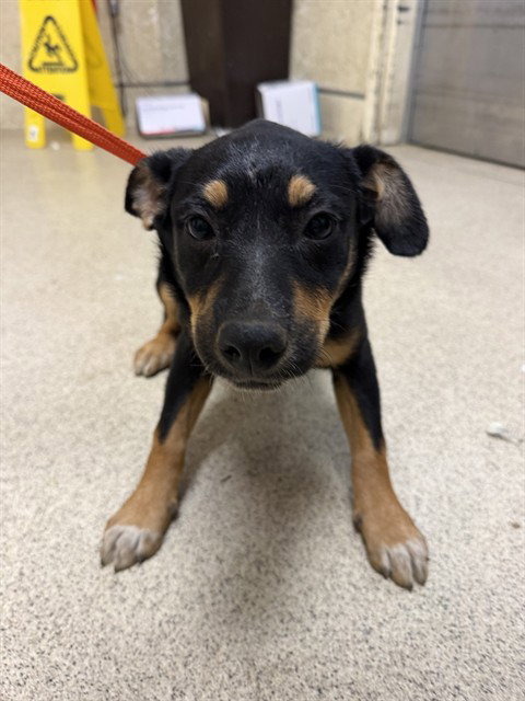 VIDIA, a dog for adoption from Riverside County Animal Control - Riverside Shelter