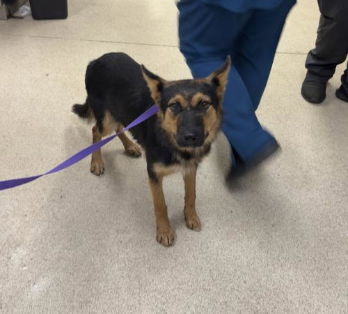 ARCHER, a dog for adoption from Riverside County Animal Control - Riverside Shelter