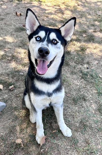 LINK, a dog for adoption from Riverside County Animal Control - Riverside Shelter