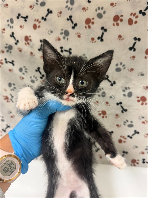 LUCY, a cat for adoption from Riverside County Animal Control - Riverside Shelter