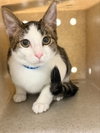 ODIN — Riverside, CA Adoption
