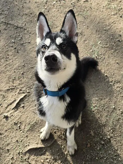 Alvin - Siberian Husky