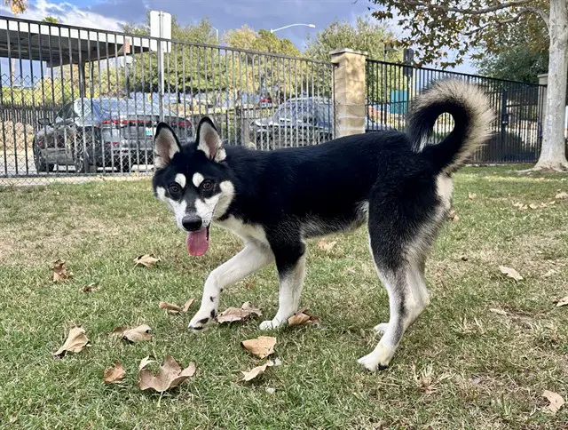 Alvin - Siberian Husky