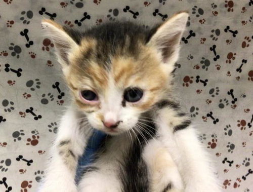 CHEESE, a cat for adoption from Riverside County Animal Control - Riverside Shelter