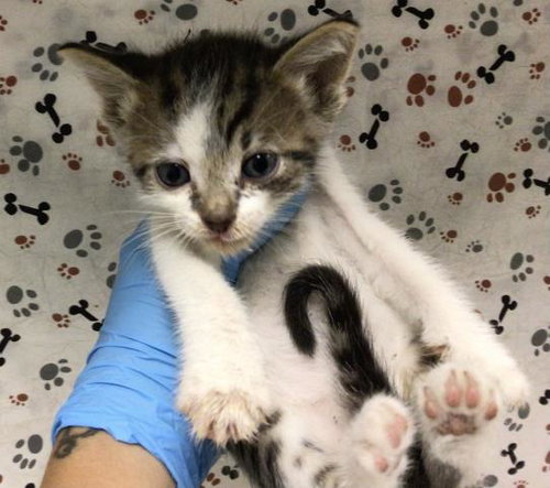 POTATO, a cat for adoption from Riverside County Animal Control - Riverside Shelter