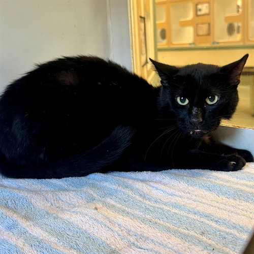 MICHAEL JORDAN, a cat for adoption from Riverside County Animal Control - Riverside Shelter