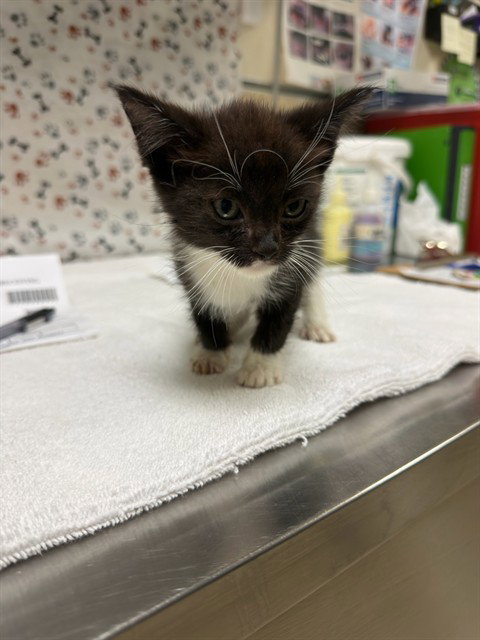 SPIDER, a cat for adoption from Riverside County Animal Control - Riverside Shelter