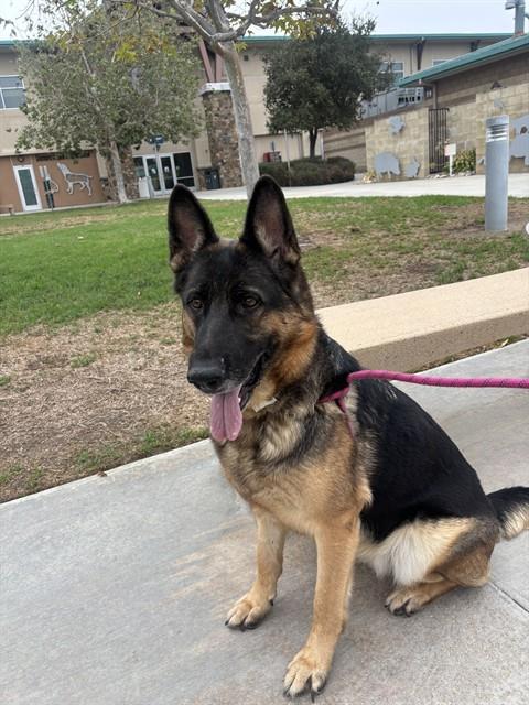 QUEENIE, a dog for adoption from Riverside County Animal Control - Riverside Shelter