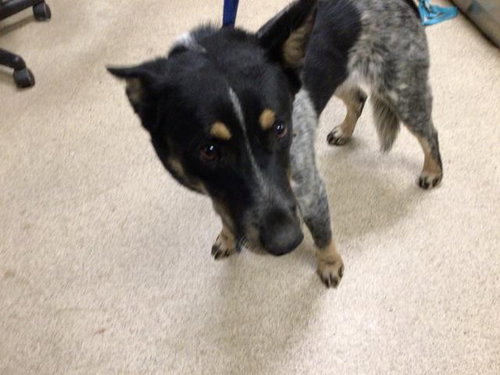 RUGER, a dog for adoption from Riverside County Animal Control - Riverside Shelter