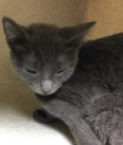 Prada, Domestic Short Hair (medium coat)