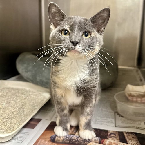 SYLVIE, a cat for adoption from Riverside County Animal Control - Riverside Shelter