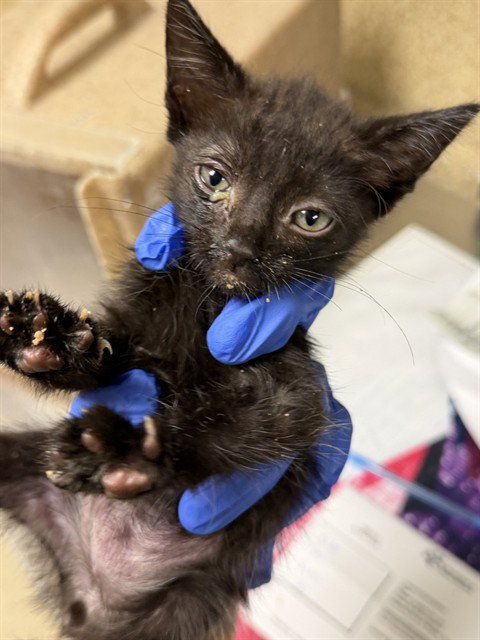 SECRET, a cat for adoption from Riverside County Animal Control - Riverside Shelter