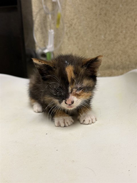 DANI, a cat for adoption from Riverside County Animal Control - Riverside Shelter