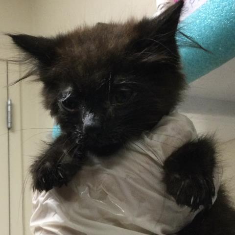 JUNE, a cat for adoption from Riverside County Animal Control - Riverside Shelter
